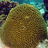 Intermediate Valley Coral