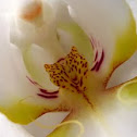 Hybrid Phalaenopsis 