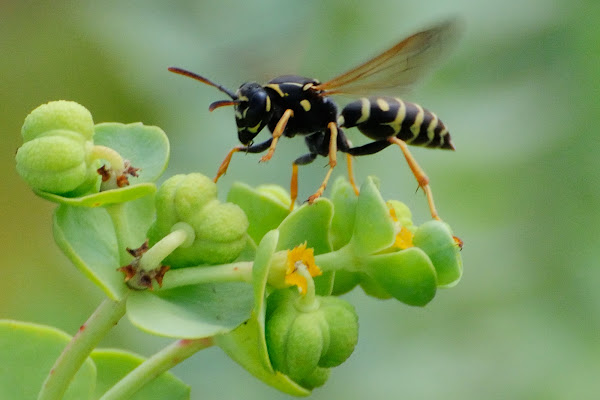 Paper wasp; Avispa cartonera | Project Noah