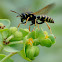 Paper wasp; Avispa cartonera