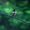 Red vented Bulbul