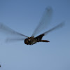 Black Saddlebag Skimmer Dragonfly