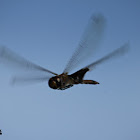 Black Saddlebag Skimmer Dragonfly