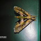 Ornatus sphinx Moth