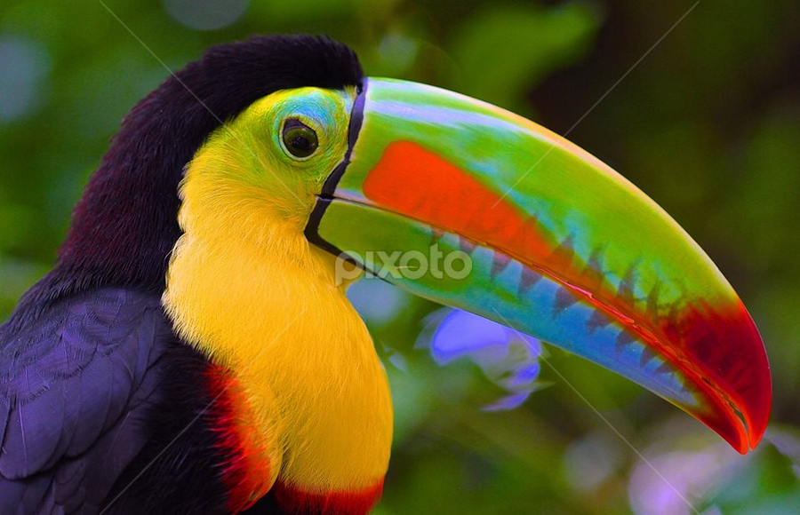 Bird with colorful deals beak