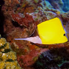 Forcep Fish / Yellow Longnose Butterflyfish