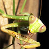 Giant asian mantis