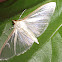 Four Spotted Palpita Moth