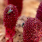 Red Thumb, maltese mushroom; Cynomoriaceae; Arabic: tartooth, beesayl