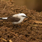 Lavadeira mascarada