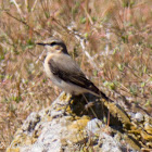 Wheatear; Collalba Gris