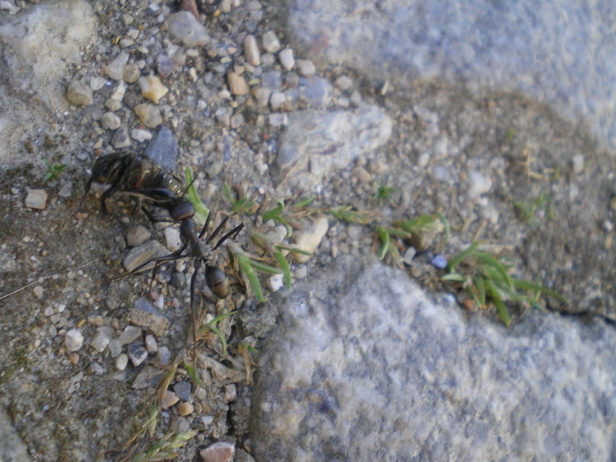 Ant n' Wasp