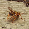 News Bee / Yellowjacket Hover Fly