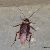 American Cockroach or Waterbug