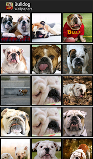 How to mod Bulldogs - HD Wallpapers patch 1.0.3 apk for pc