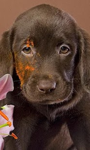 download Labrador Wallpapers free