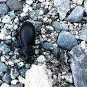 Giant Ground Beetle