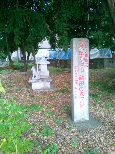 宇都宮市指定天然記念物中鶴田の大フジ