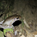 Rough-sided Frog