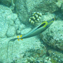 Orangespine Unicornfish (umauma lei)