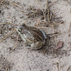 Common Spadefoot / Garlic Toad