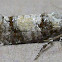 Subtropical Pine Tip Moth