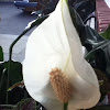 Peace lilly