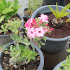 Desert Rose  Adenium obesum