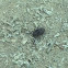 Longhorn beetle 도깨비 하늘소