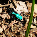  Greenish Blue Shiny Beetle 