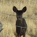 mule deer (doe and her fawn)