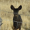 mule deer (doe and her fawn)
