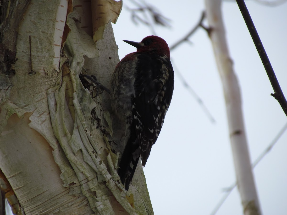 Red Breasted Sapsucker