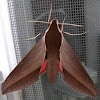Levant Hawk Moth