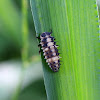 lady bug larvae