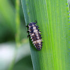 lady bug larvae