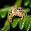 Jumping Spider