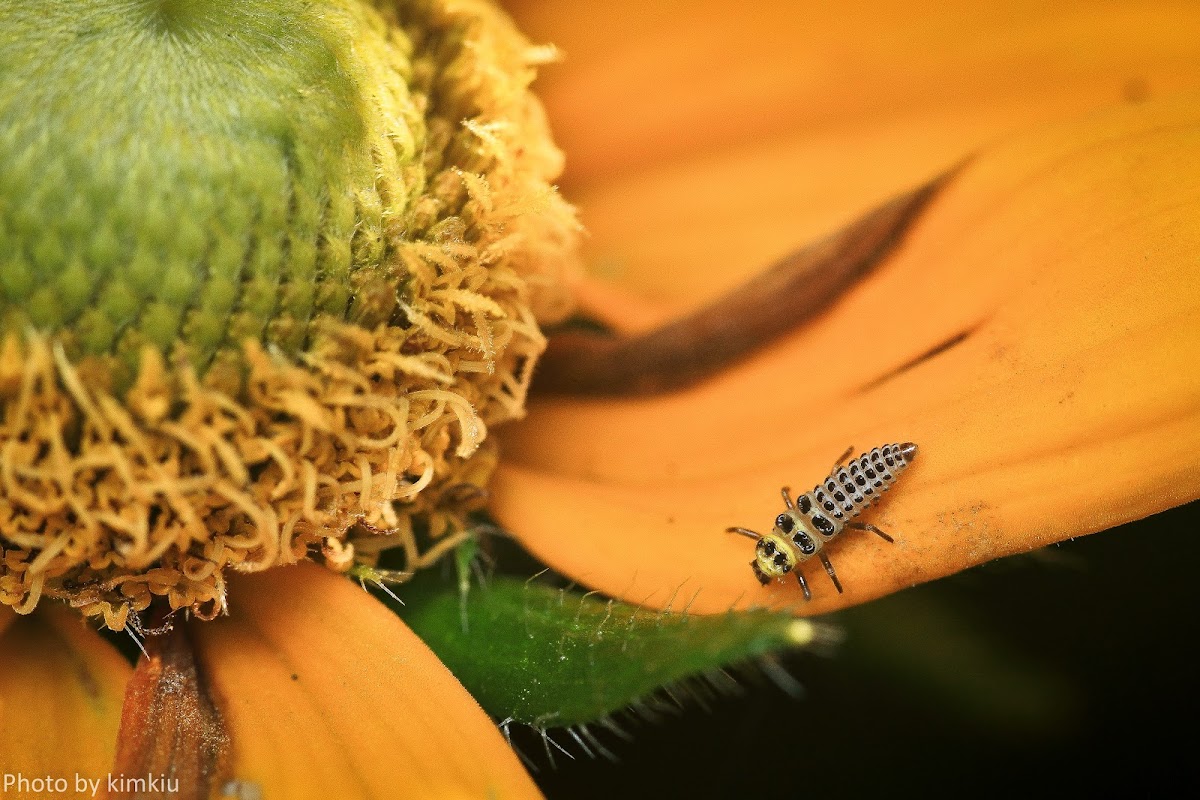 Fungus-eating Ladybird Beetle - Larva