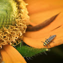 Fungus-eating Ladybird Beetle - Larva