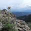 Mountain Thistle