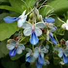 Blue Butterfly Bush