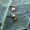 Aphids infected with Aphid Wasp