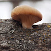 Wood Clitocybe