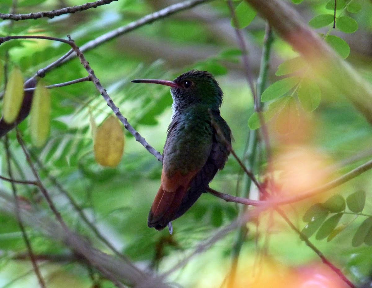 Hummingbird -  Pica Flor - Visita Flor
