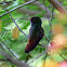 Hummingbird -  Pica Flor - Visita Flor