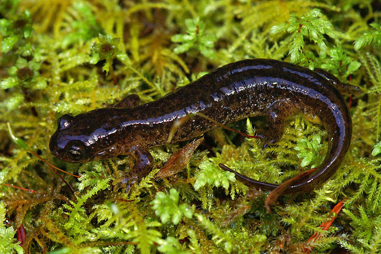 Southern Torrent salamander