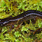 Southern Torrent salamander