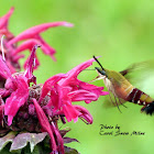 Hummingbird Clearwing Moth