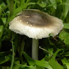 Platterful Mushroom