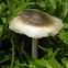 Platterful Mushroom